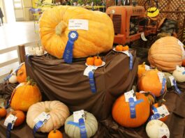 sherman wallace pumpkin santa cruz county fair