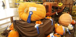 sherman wallace pumpkin santa cruz county fair