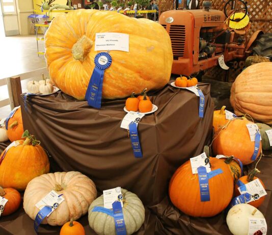 sherman wallace pumpkin santa cruz county fair
