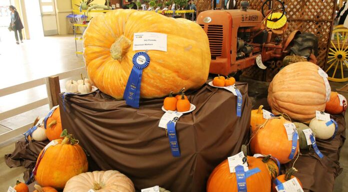 sherman wallace pumpkin santa cruz county fair