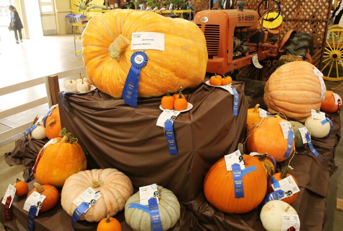 sherman wallace pumpkin santa cruz county fair