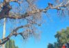 stevie dog tree san juan bautista