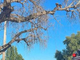 stevie dog tree san juan bautista
