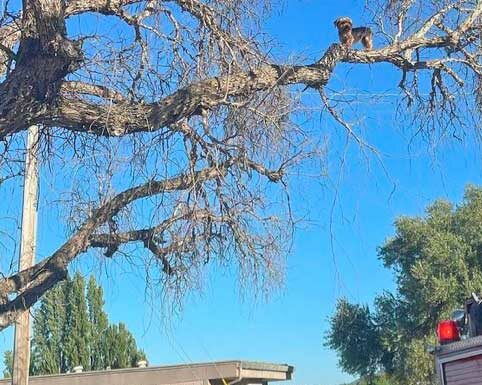stevie dog tree san juan bautista