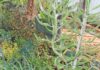 nursery beautiful plants succulents