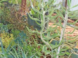 nursery beautiful plants succulents