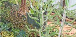 nursery beautiful plants succulents