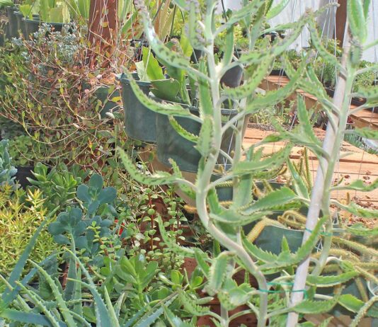 Nursery crops, mushrooms remain at the top in Santa Clara County agriculture nursery beautiful plants succulents