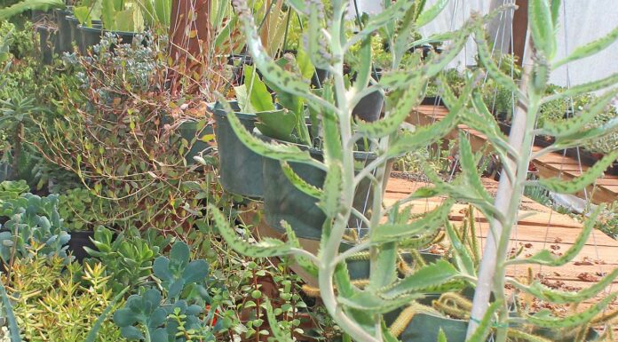 nursery beautiful plants succulents