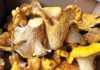 Chanterelle mushrooms