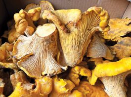 Chanterelle mushrooms
