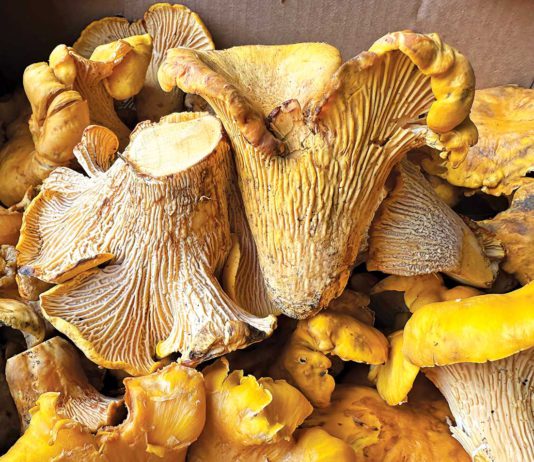 From fungus to fentanyl, new laws address variety of topics in 2024 Chanterelle mushrooms