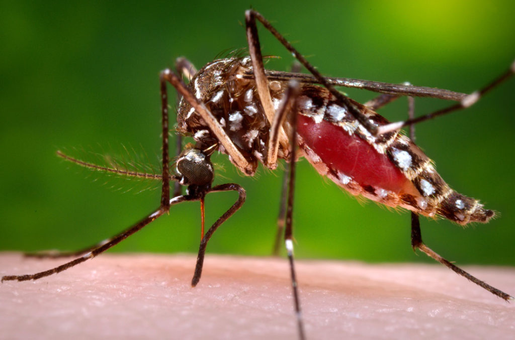 Image for display with article titled First West Nile Death Reported in Santa Clara County