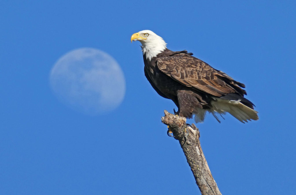 Image for display with article titled OSA Announces Winners of Coyote Valley Photo Contest