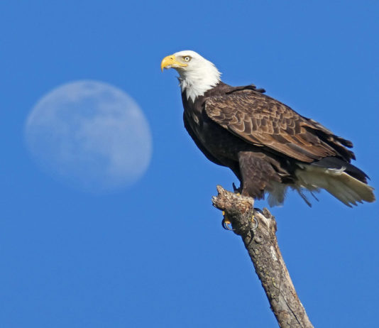 OSA announces winners of Coyote Valley photo contest