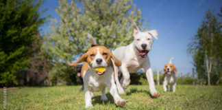 Three dogs playing at a dog park