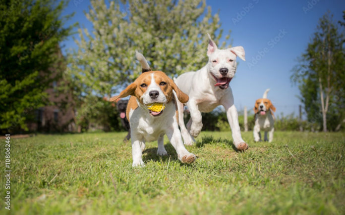 Three dogs playing at a dog park