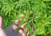 Best Feminized Seeds