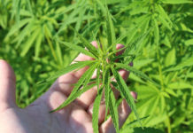 Best Feminized Seeds