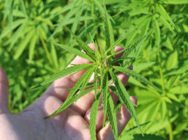 Best Feminized Seeds