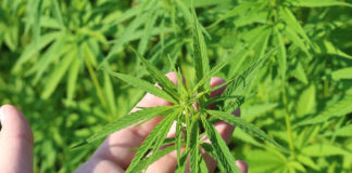 Best Feminized Seeds