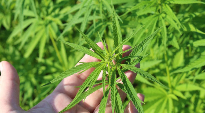Best Feminized Seeds