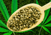 Best Seed Banks
