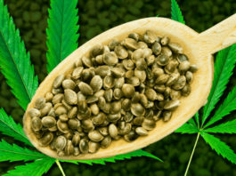 Best Seed Banks