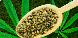 Best Seed Banks