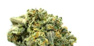Strongest Weed Strains