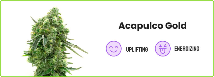 acapulco gold
