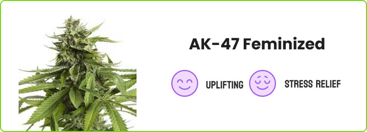 ak-47 feminized