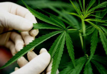best weed strains