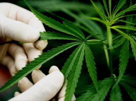 10 Best Weed Strains: Top Picks & Where to Buy Seeds best weed strains