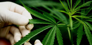 best weed strains