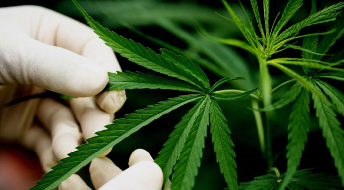 best weed strains