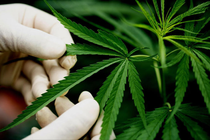 best weed strains