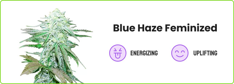 blue haze feminized