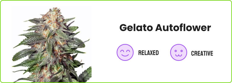 gelato autoflower