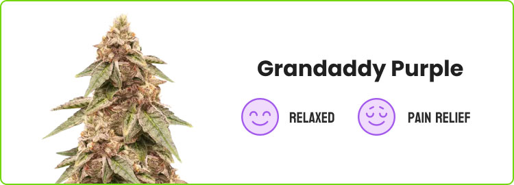 grandaddy purple