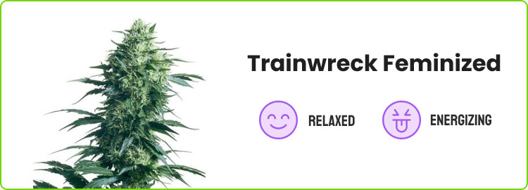 trainwreck feminized
