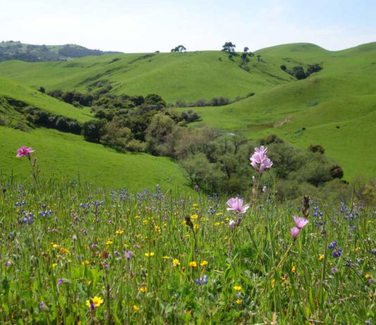 Open Space Trust Buys 2500 Acres