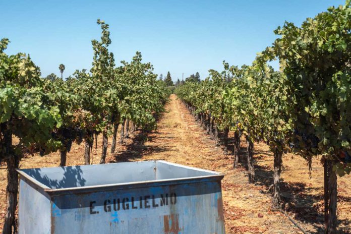 Guglielmo Winery