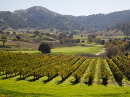 CordeValle purchases Clos La Chance winery