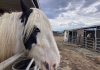 County zoning proposal sparks outcry among equine community