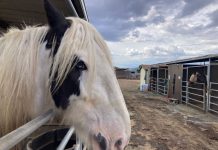 County zoning proposal sparks outcry among equine community