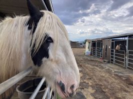 County zoning proposal sparks outcry among equine community