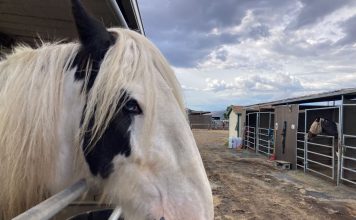 County revisits land use proposal that said horses are not livestock