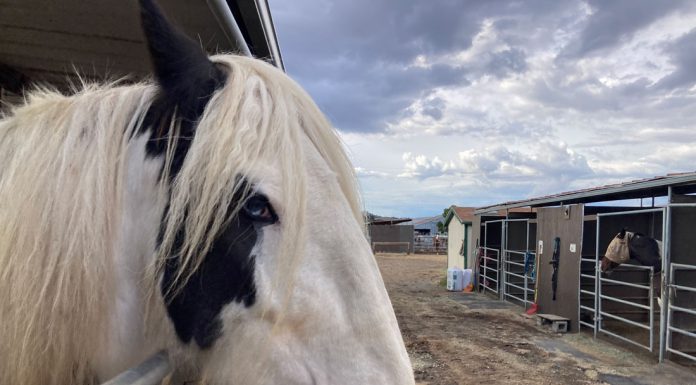 County zoning proposal sparks outcry among equine community