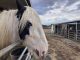 County zoning proposal sparks outcry among equine community